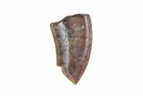 Partial Raptor Tooth - Judith River Formation, Montana #72542-1